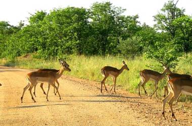 Kruger National Park Best Places To Visit