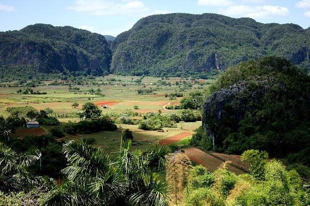 Natural Beauty of Viñales: A Guide to Cuba's Countryside - Flora and Fauna in Viñales