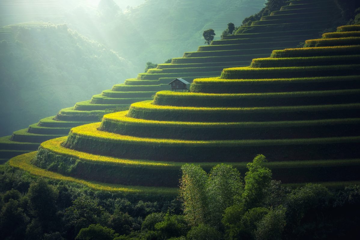 Bali Indonesia - Rice Fields